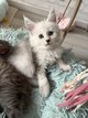 Chaton Maine Coon