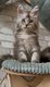 Chaton Maine Coon