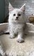 Chaton Maine Coon