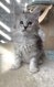 Chaton Maine Coon