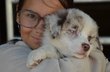 Chiots Berger Australien par ushi x ulysse, Juin...