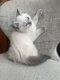 Chatons