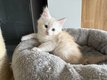 Chatons Maine Coon à réservés