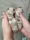 Chihuahua merle et lilac avec pedigree