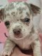 Chihuahua merle et lilac avec pedigree