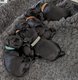 Chiots (schnauzer nain noir avec pédigrée)
