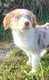 Chiot berger australien rouge merle