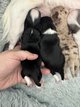 Bébés chihuahuas