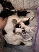 Bébés chihuahuas