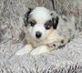 Magnifiques chiots Berger Américain Miniature