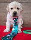 Chiots labrador blond