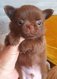 A réservé superbe Chihuahua