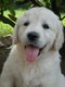 Golden retriever 🐾 chiots disponibles