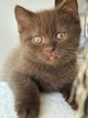 Superbes chatons pur British avec pedigree