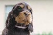 Magnifiques chiots cocker anglais