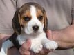 Chiots Beagle pure race   joueurs et affectueux