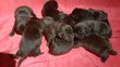 Chiots Labrador