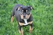 American Bully pocket