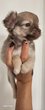 Chiots chihuahua poils long