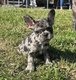 Bouledogue français, merle