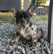 Bouledogue français, merle
