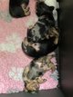 Chiots teckels nains poils longs