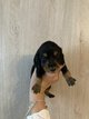 Chiots teckels nains poils longs