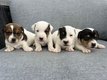 2 Superbes portées de Jack Russell