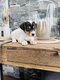 2 Superbes portées de Jack Russell