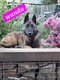9 chiots Malinois