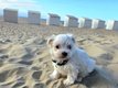 Bichon maltais toy à vendre