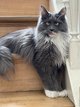 Femelle Maine Coon