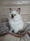 1 chaton de disponible