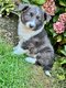 Chiots Border Collie
