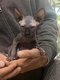 Sphynx chatons