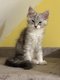 Très beaux chatons Maine Coon