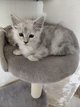 Main coon