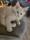 Main coon