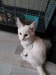 Main coon Pret a partir