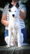 Chiot laika de iakoutie