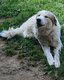 Chienne Patou
