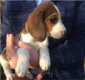 Chiots beagle