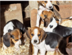 Chiots beagle