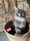 Maine coon disponible de suite
