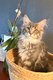 Maine coon disponible de suite