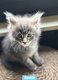 Maine coon dispo en novembre 2025