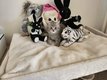 British shorthair :  ,bleu , tabby , lilac , creme