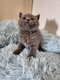 British shorthair :  ,bleu , tabby , lilac , creme