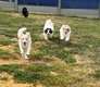 Spitz allemand / loulou
