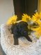 Chiots Bouvier des Flandres avec pédigrée St...